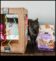DIY Cat Oyuncakları Oynak ve Etkileşimli Eğlence Hazırlanıyor